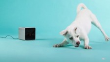 В интернете собирают деньги на первый «смартфон для домашних питомцев»
